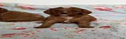 Cavapoo dogs for sale: Stunning red toy’s- Health Tested - KC parents - Advert 12