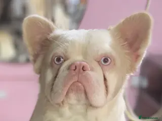 French Bulldog dogs 🔥 VISUAL PINK VISUAL FLUFFY STUD 🔥 - Advert 1