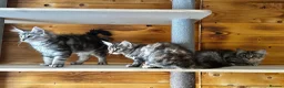 Maine Coon cats for sale: Maine Coon kittens - Advert 27