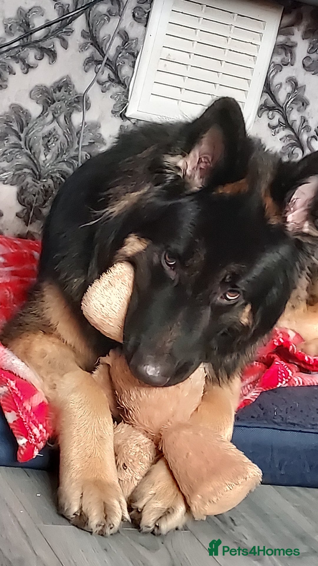 Mixed Breed dogs for sale: Shepweiler puppies READY TO RESERVE! - Image 29