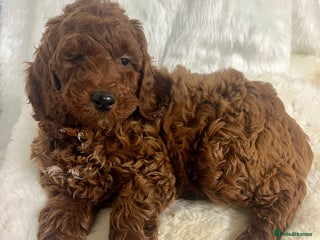 Mini Goldendoodle dogs Top Quality Miniature Goldendoodle puppies - Advert 3