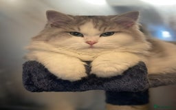 Perdoll cats for sale: Lovely male Ragdoll X Persian  - Image 1