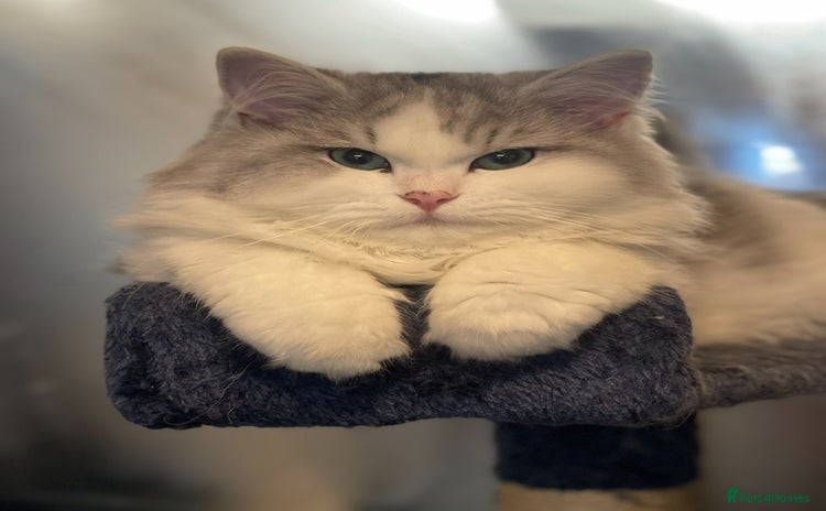 Perdoll cats - Advert 1