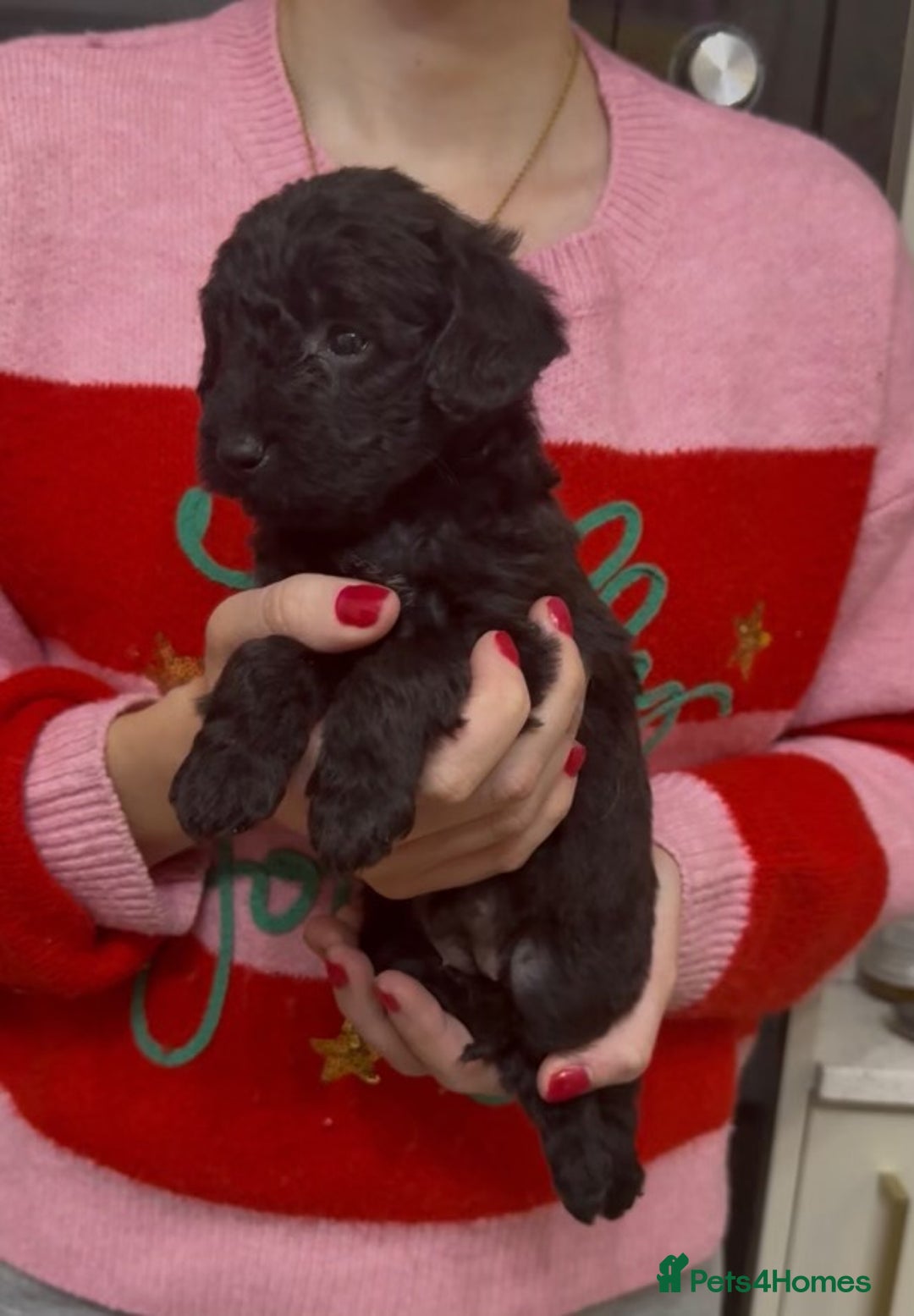 Mixed Breed dogs for sale: Gorgeous Patterpoo puppies, patterdale/poodle - Advert 7