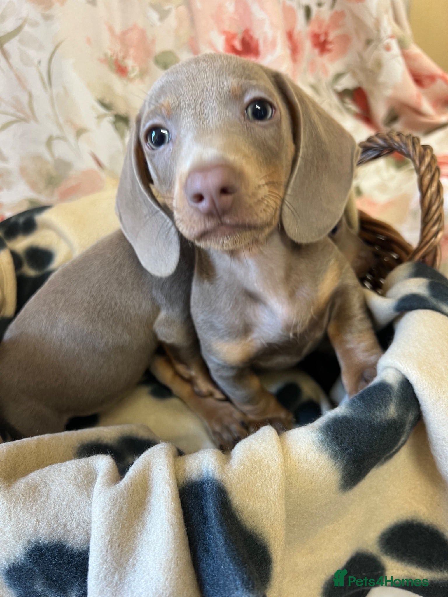 Dachshund dogs MINIATURE DACHSHUND PUPPIES  - Advert 4