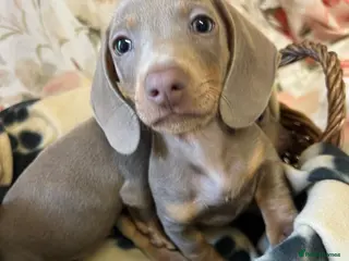 Dachshund dogs MINIATURE DACHSHUND PUPPIES - Advert 4
