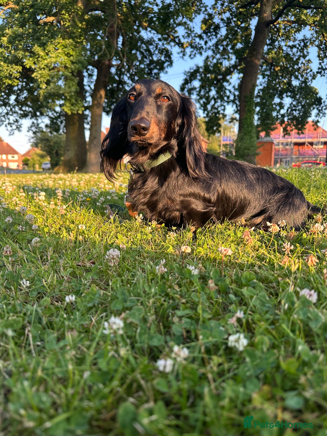 Miniature Dachshund dogs for stud: Black and Tan brindle - Miniature longhair STUD in Manchester - Advert 18