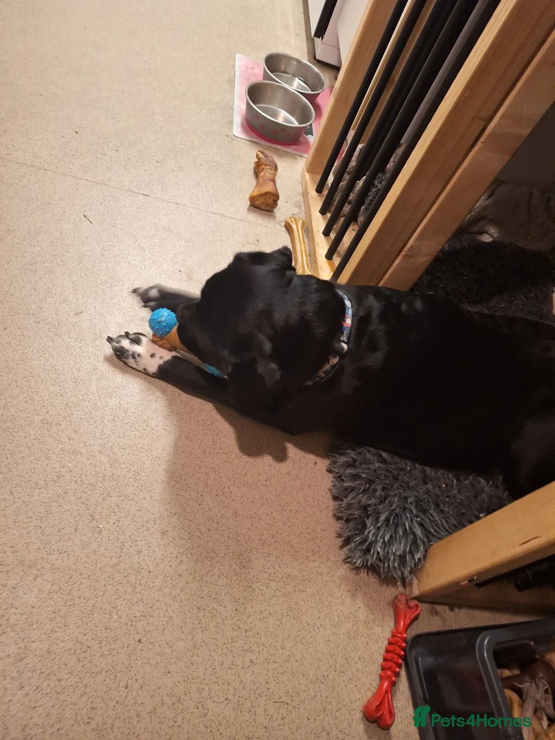 Mixed Breed dogs for sale: 1 year old cane corso x springer female  - Advert 3