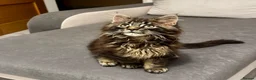 Maine Coon cats for sale: Pedigree Maine Coon Male Kitten - Advert 6