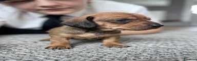 Miniature Dachshund Puppy 1