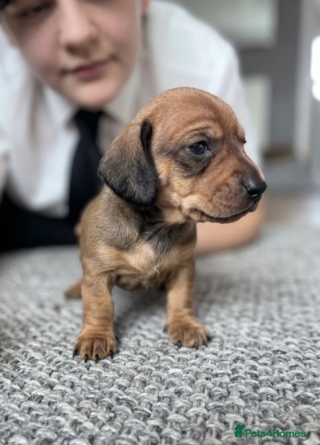 Miniature Dachshund dogs for sale: Adorable mini smoothe dachshund puppies - Advert 12