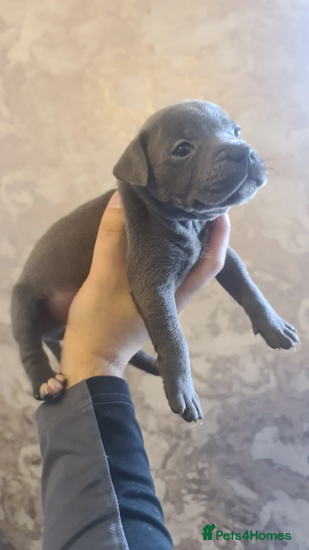Staffordshire Bull Terrier dogs for sale: Adorable Black and blue kc staffy puppys  - Advert 2
