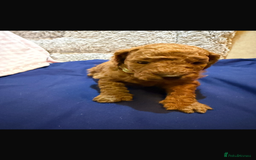 Cavapoo dogs for sale: beautiful cavapoo puppies ready to leave soon❤️ - Advert 4