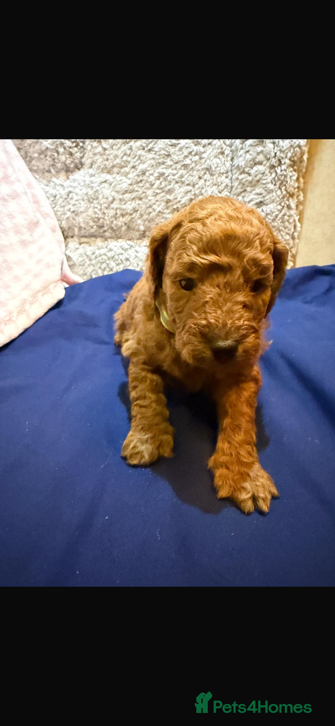 Cavapoo dogs for sale: beautiful cavapoo puppies ready to leave soon❤️ - Advert 4