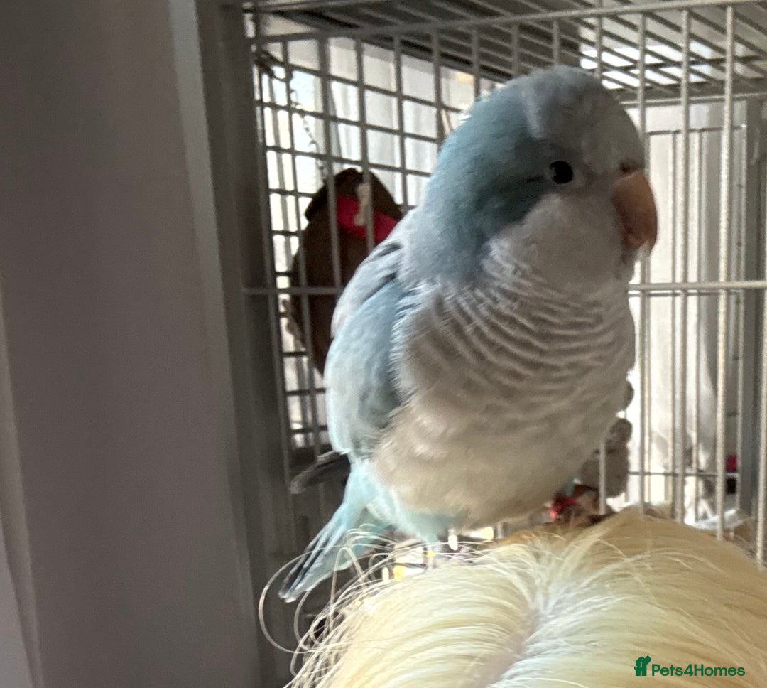 Parrots birds for sale: Tame talking Quaker parrot with cage - Advert 2