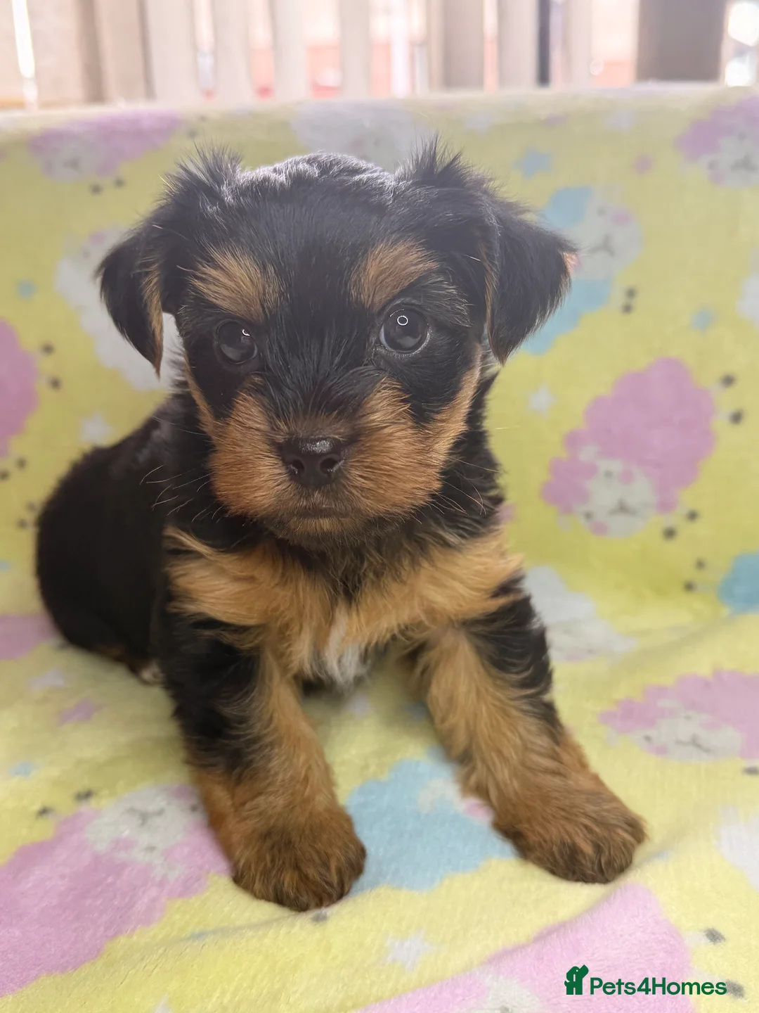 Yorkshire Terrier dogs for sale: Yorkshire Terrier Puppies for Sale - Advert 2