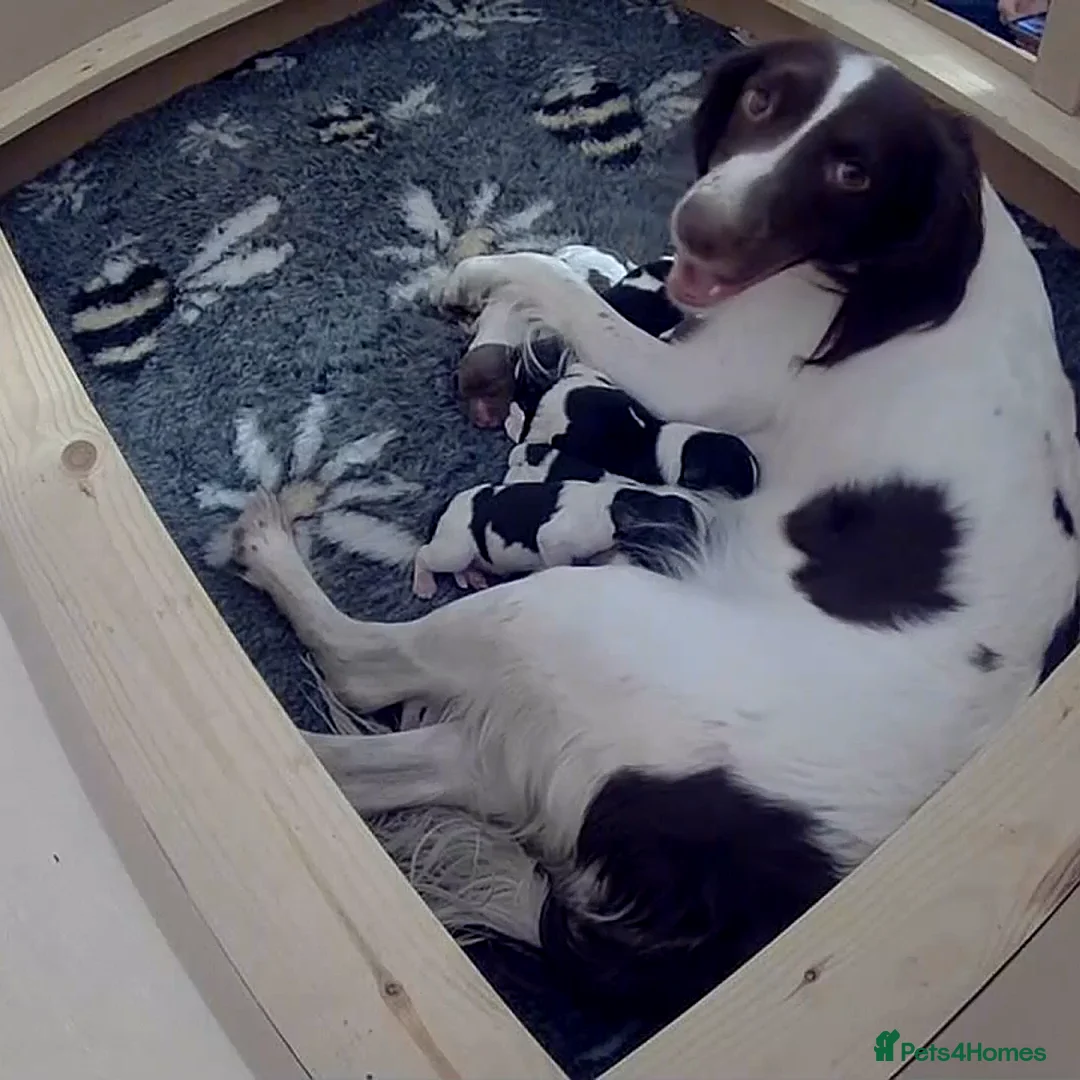 English Springer Spaniel dogs for sale: From DNA Health Tested English Springer Spaniels - Advert 1