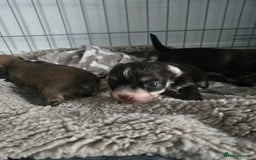 Mixed Breed dogs for sale: Mixed breed male pups - Image 8