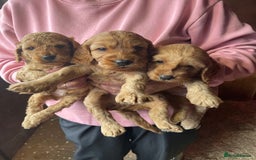 Cockapoo dogs for sale: Cockapoo Puppies - Image 9