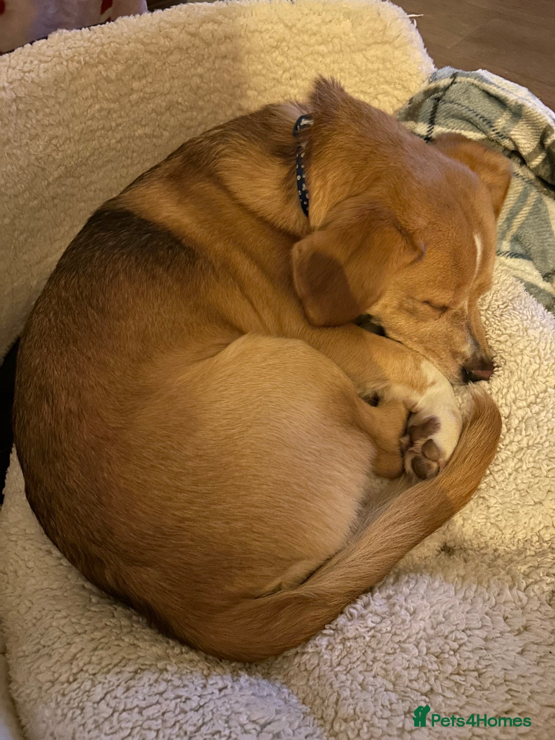 Mixed Breed dogs for sale: Beagle cross - Advert 3