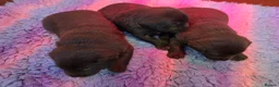 Labrador Retriever dogs for sale: Gorgeous Chocolate Labrador puppies. - Advert 10