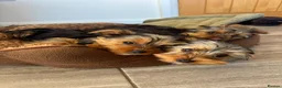 Yorkshire Terrier dogs for sale: Beautiful Pure Yorkshire Terrier Bitch puppies. - Advert 4
