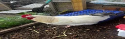 Chickens poultry for sale: Laying buff Orpington hens  - Advert 4