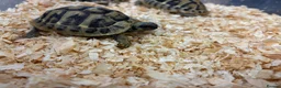 Hermann Tortoise reptiles for sale: Baby Herman Hatchlings - Advert 4