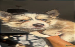 Pomsky dogs for sale: Family-Raised Pomsky Pups - Advert 37