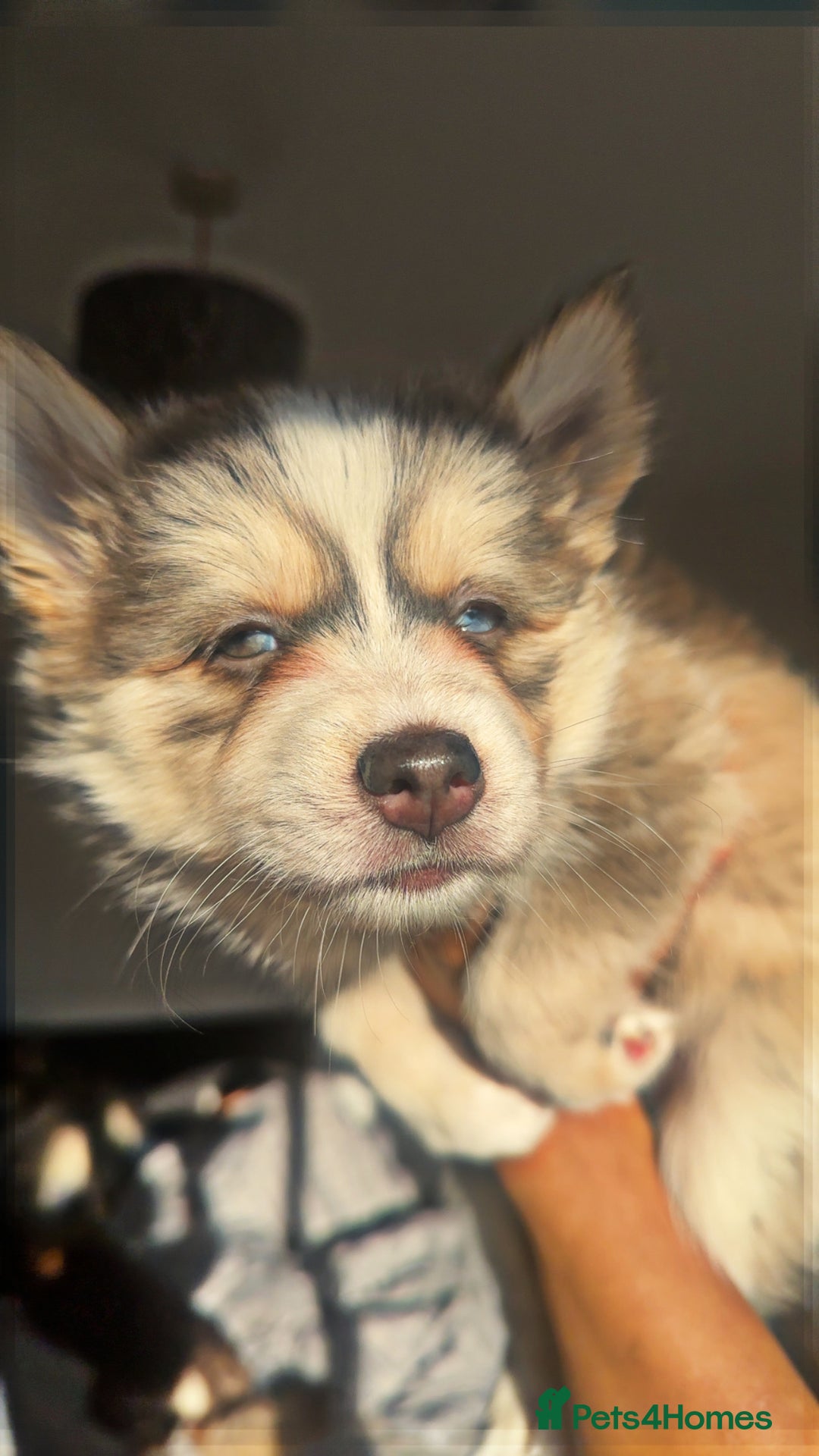 Pomsky dogs for sale: Family-Raised Pomsky Pups - Advert 37