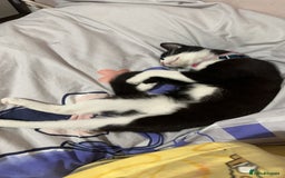 Mixed Breed cats for sale: Beautiful 2 year old moggie  - Image 2