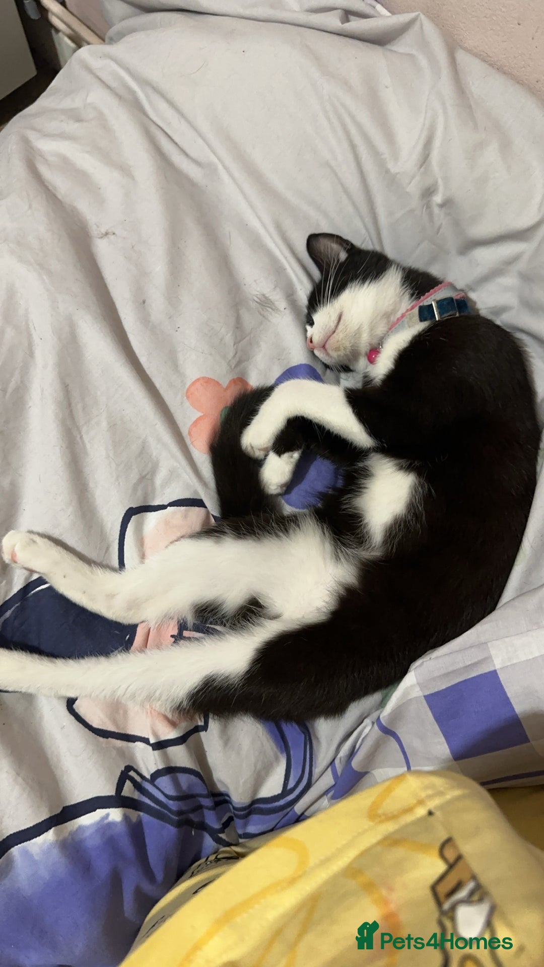 Mixed Breed cats for sale: Beautiful 2 year old moggie  - Image 2