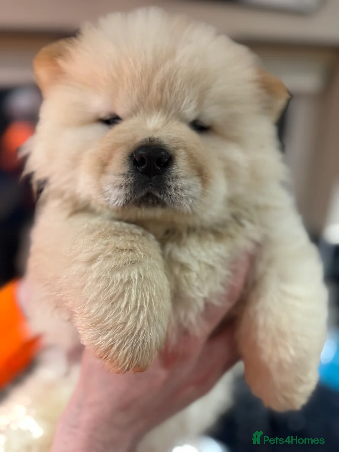 Chow Chow dogs for sale: BEAUTIFUL KC REG CHOW CHOWS FOR SALE 🥰🥰🥰🥰🥰🥰  - Advert 8