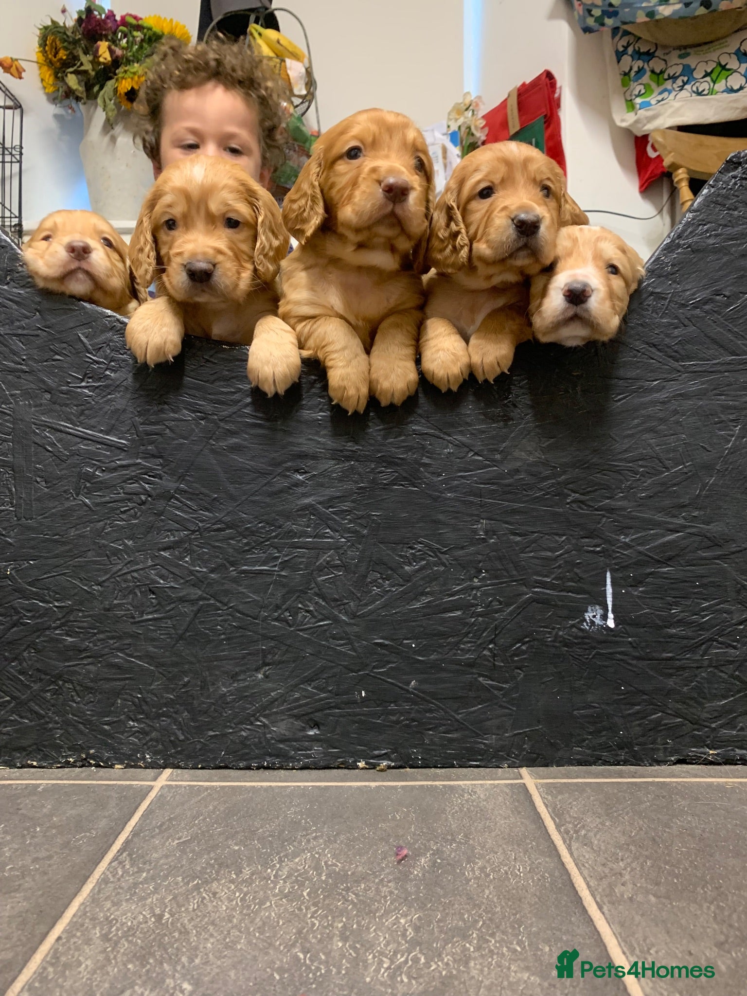 Cocker Spaniel dogs Golden cocker spaniel pups  - Advert 12