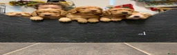 Cocker Spaniel dogs for sale: Golden cocker spaniel pups  - Advert 10