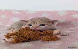 Devon Rex cats for sale: 🌼Curly, gorgeous Devon Rex Kittens available  - Image 10