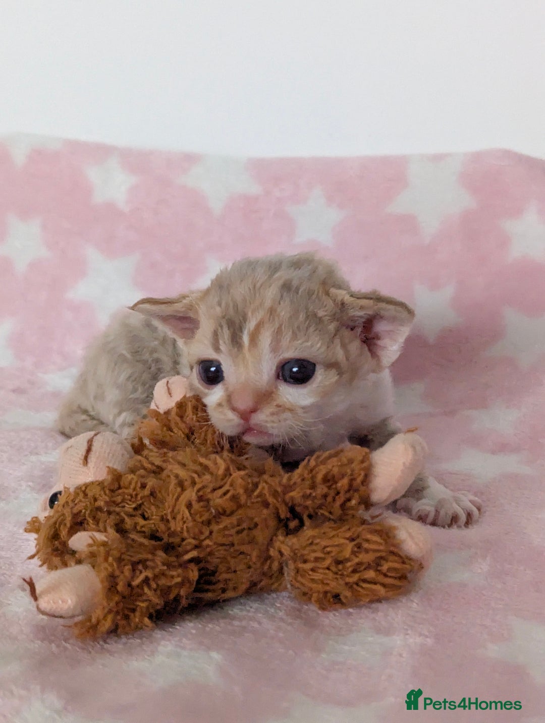 Devon Rex cats for sale: 🌼Curly, gorgeous Devon Rex Kittens available  - Image 10