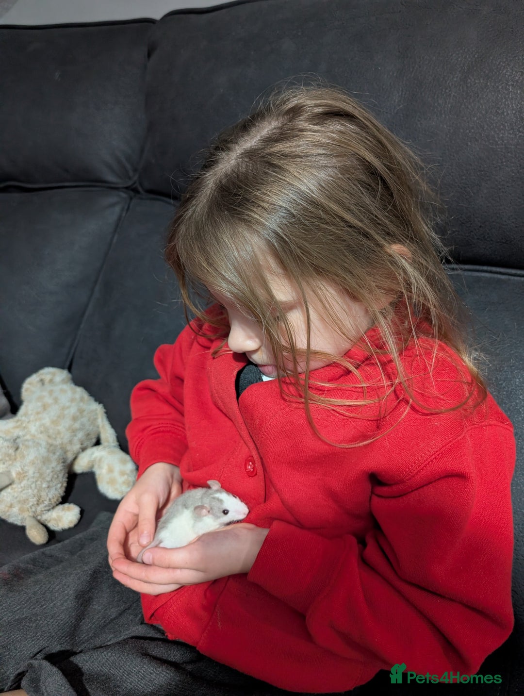 Rat rodents for sale: Rex and straight hairs beauties  - Image 2