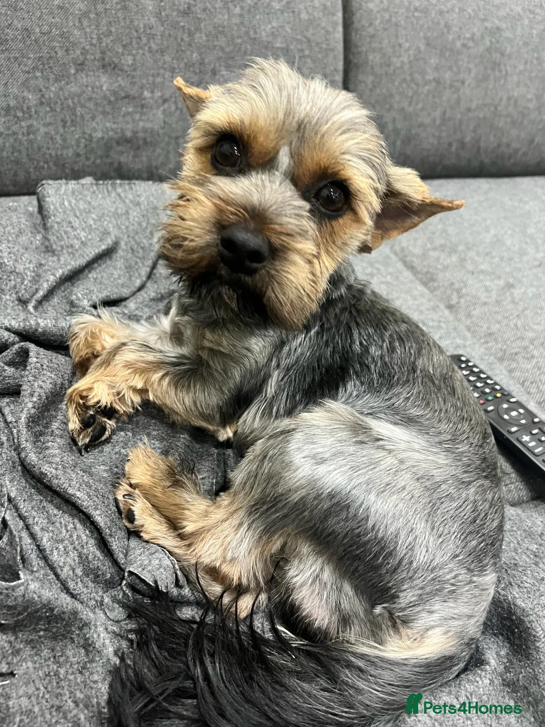 Yorkshire Terrier dogs for sale: Yorkshire Terrier puppies  in Dunstable - Advert 16