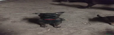 German Shepherd Puppy 2 red collar 