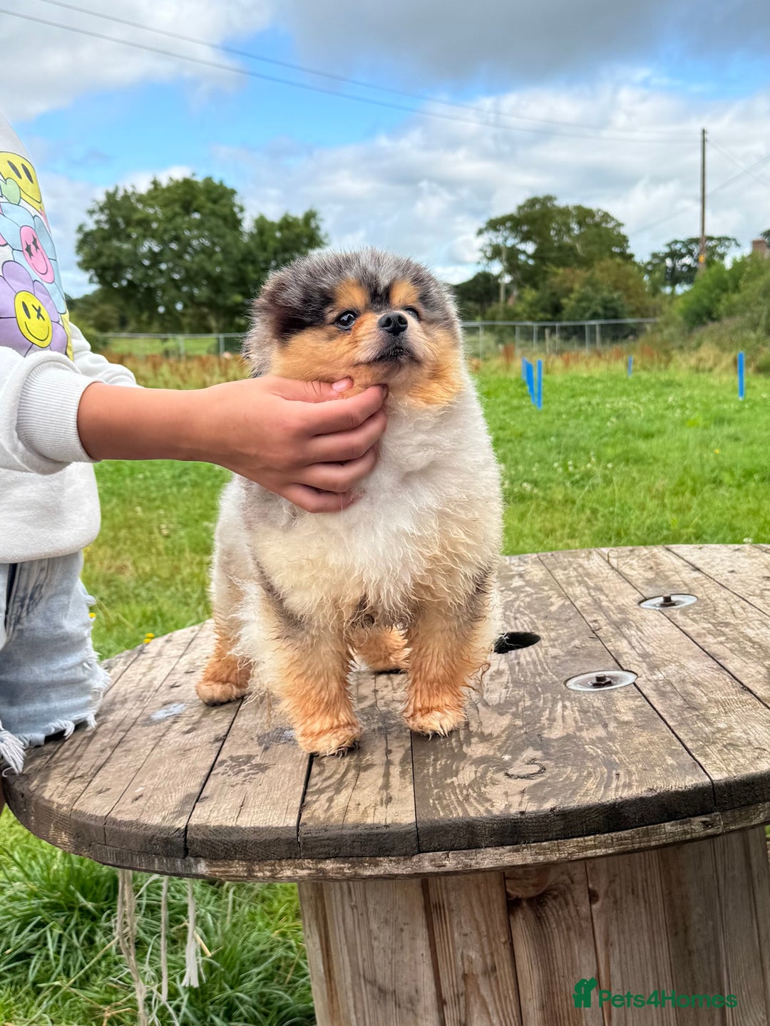 Pomeranian dogs for stud: Merle black & tan with blue eyes  in Carlisle - Image 11