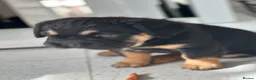 French Bulldog dogs for sale: Furbabys  - Advert 17