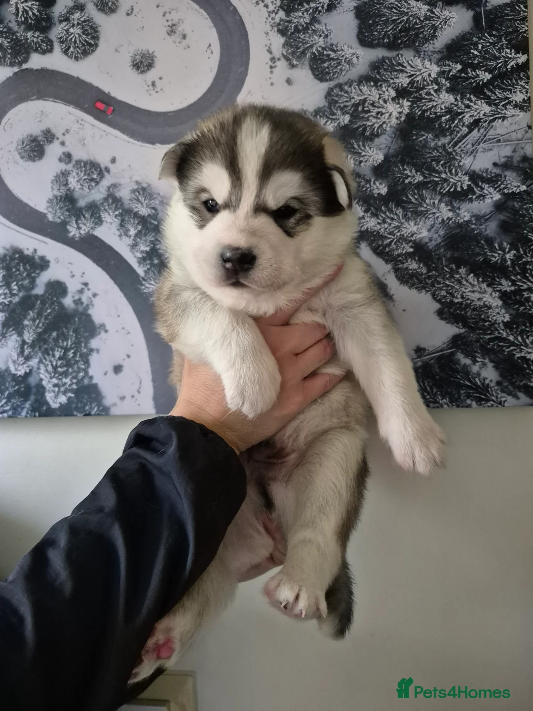 Siberian Husky dogs for sale: Fluffy & Smart Siberian Huskies 2 girls left - Advert 19