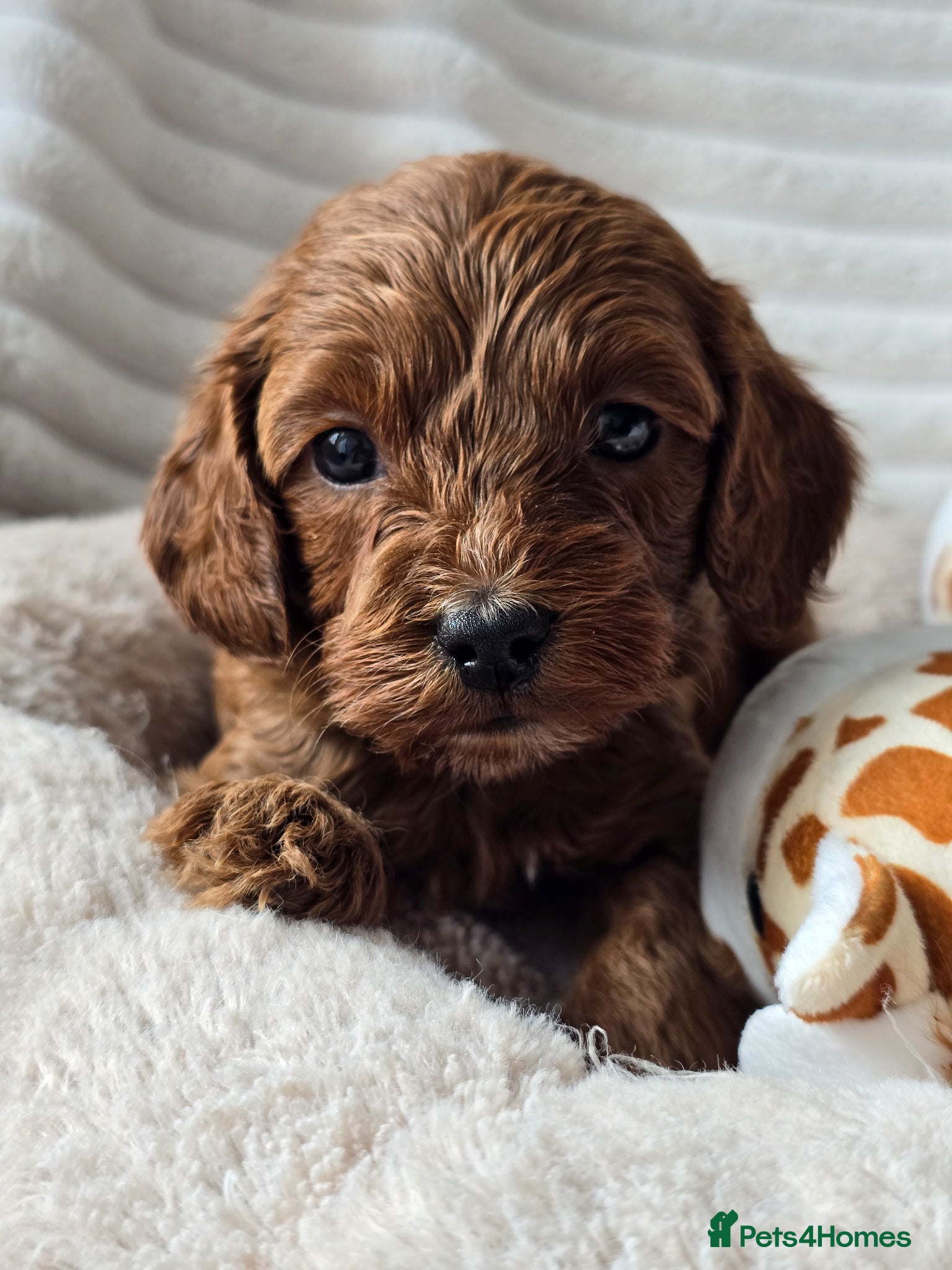 Cavapoo dogs 💥Cavapoo F1b💥 DNA tested  - Advert 2