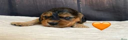 Cockapoo dogs for sale: Outstanding F1 Cockapoos🩵 🩷 Fully H/T Parents!🧬 - Advert 4
