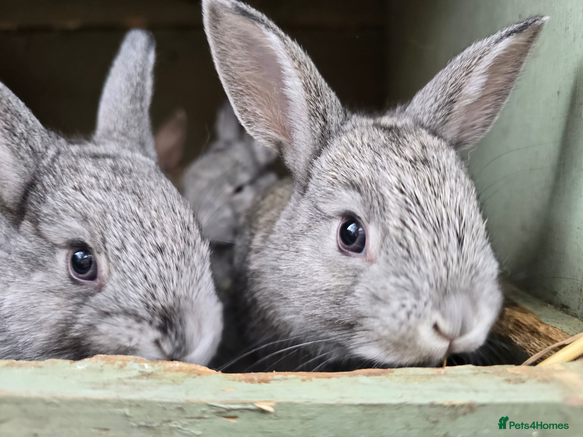 Mixed Breed rabbits A few breeds and age of rabbits  - Advert 1