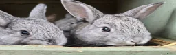 Mixed Breed rabbits for sale: A few breeds and age of rabbits  - Advert 1