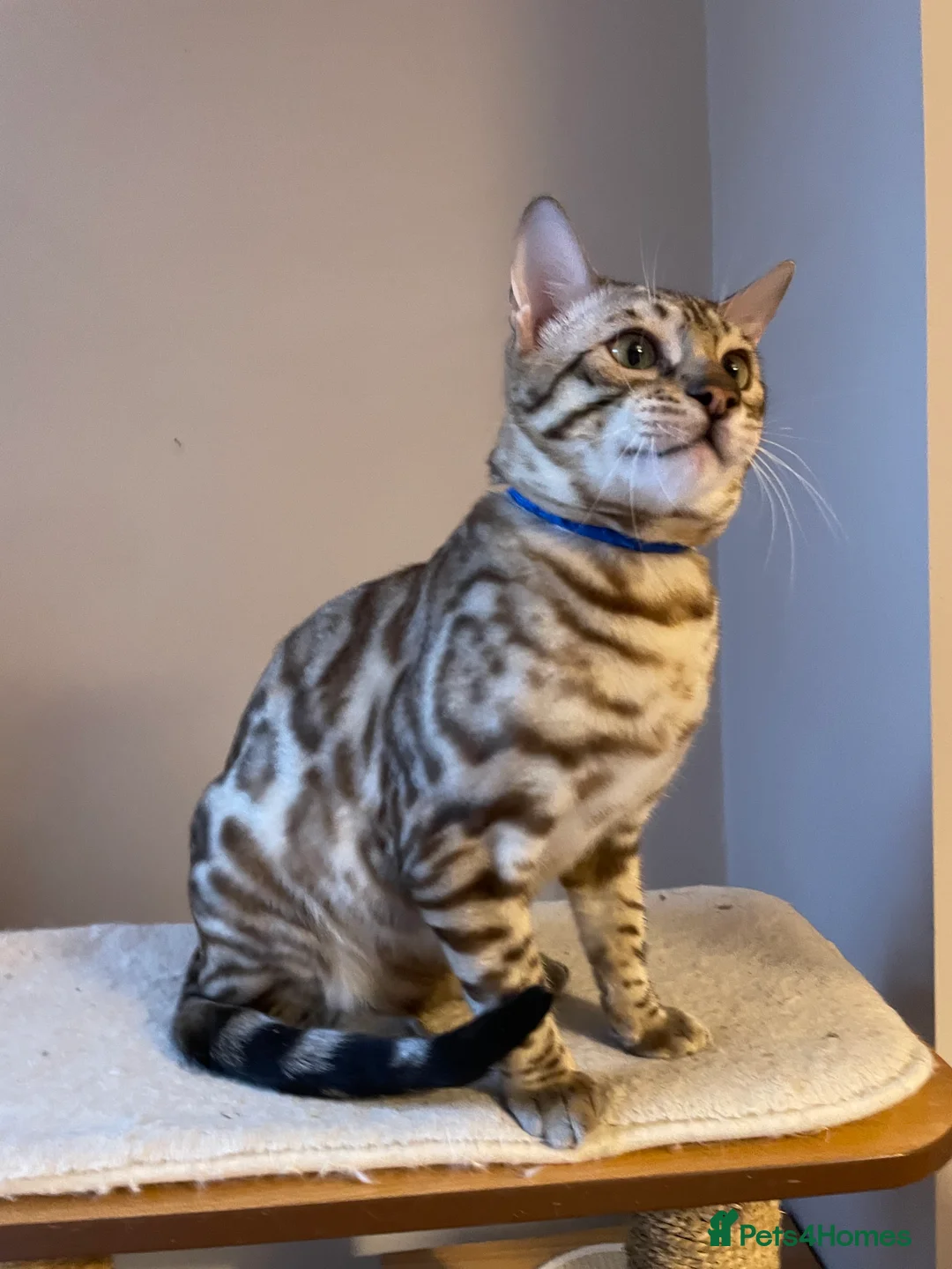 Bengal cats for sale: Outstanding pedigree Bengals - Advert 39