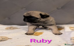 Pug dogs for sale: Pug Puppies - Image 11