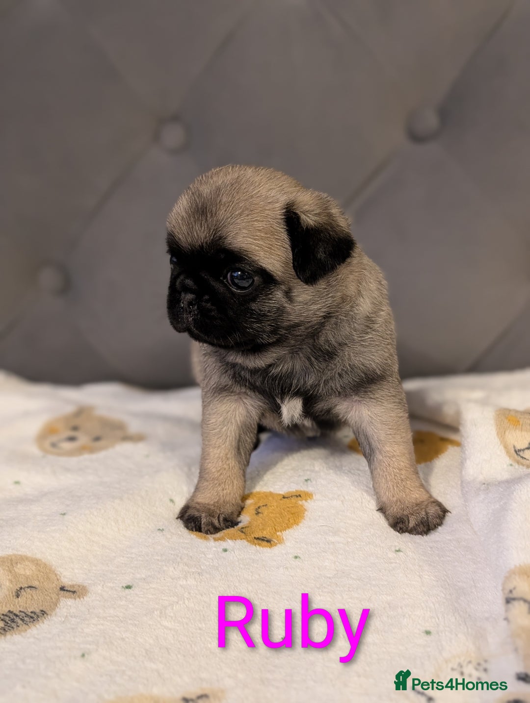 Pug dogs for sale: Pug Puppies - Image 11